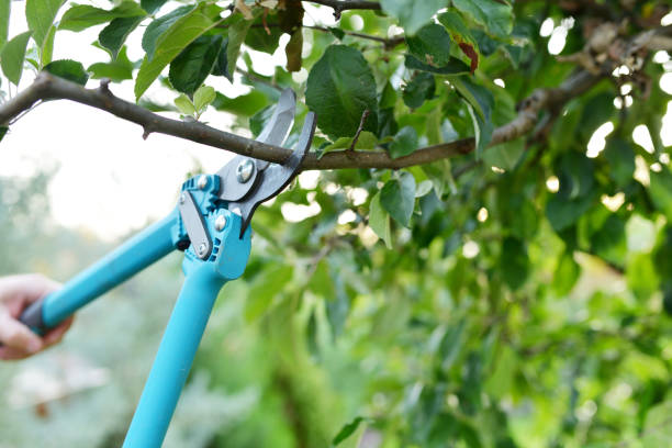 Emergency Storm Tree Removal in Mason, TX